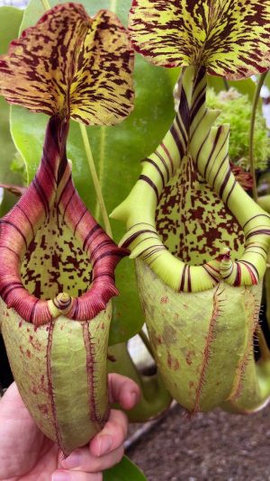N. burbidgeae x robcantleyi – assorted clones: BE-3577