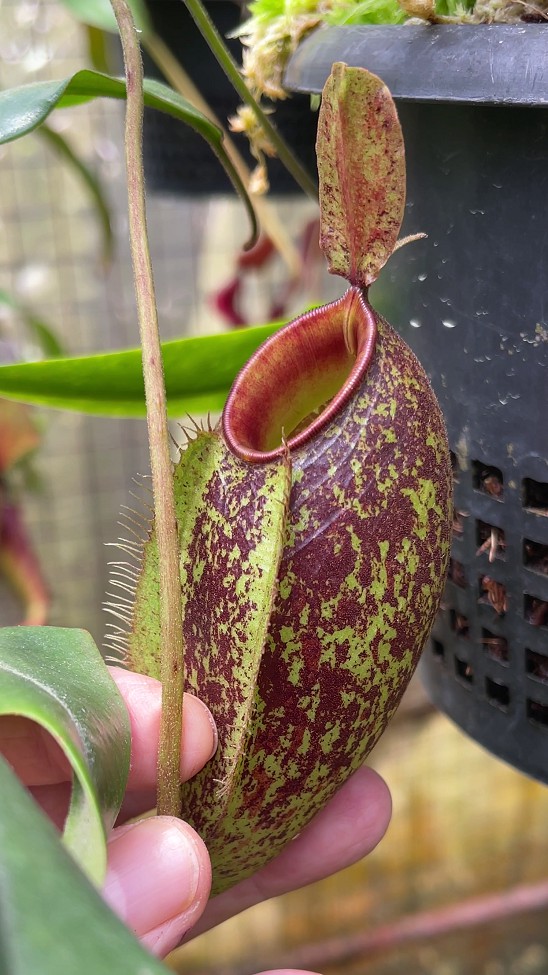 N. ampullaria x aristolochioides