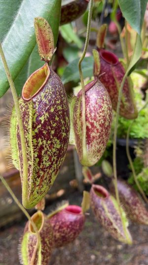 N. ampullaria x aristolochioides