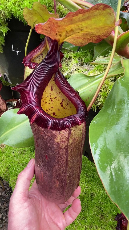N. sibuyanensis x robcantleyi – best selected clone: BE-3713