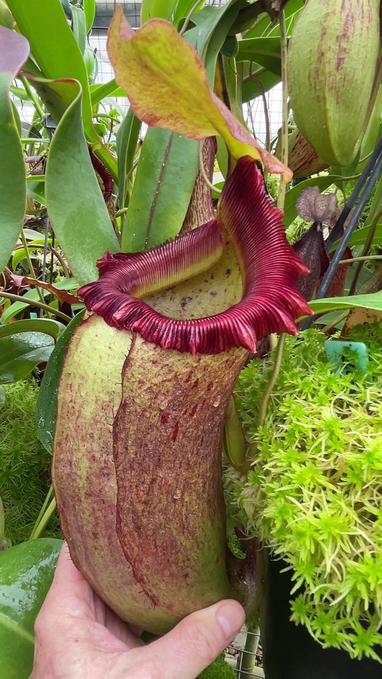 N. sibuyanensis x robcantleyi – best selected clone: BE-3713