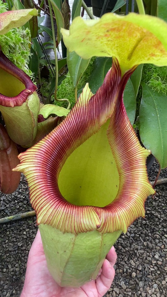 N. sibuyanensis x robcantleyi – best selected clone: BE-3713