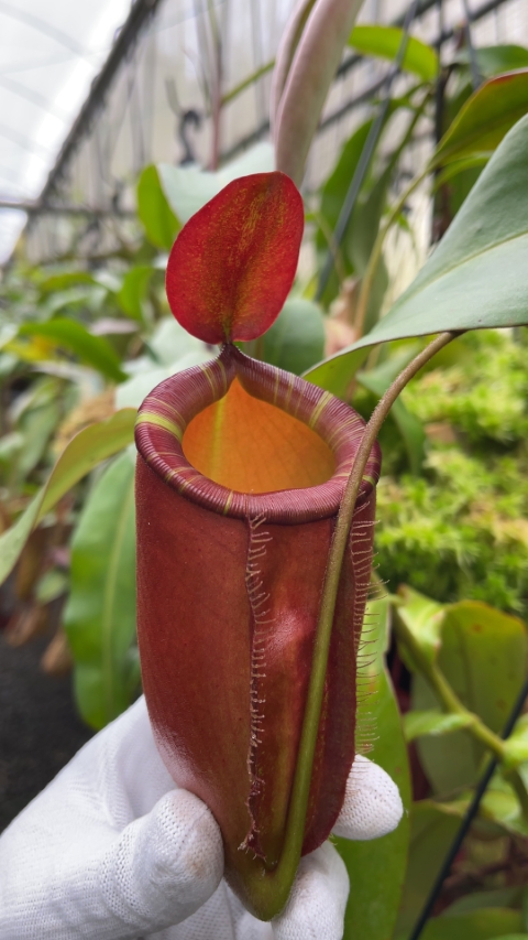 N. ampullaria x (spectabilis x talangensis): BE-3738