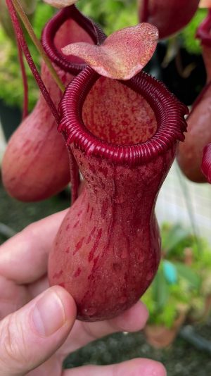 N. ventricosa – assorted clones: BE-3771