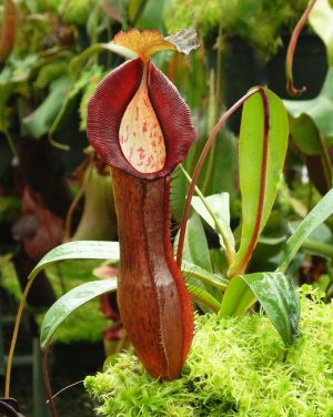 N. ramispina x singalana – selected clone: BE-3829