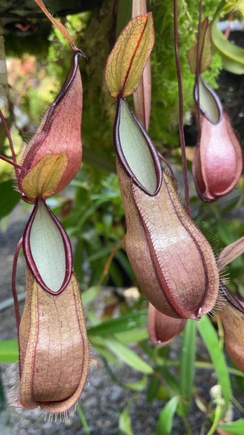 N. tentaculata – selected clone: BE-3870