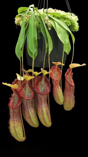 N. singalana x burkei - selected clone: BE-3878