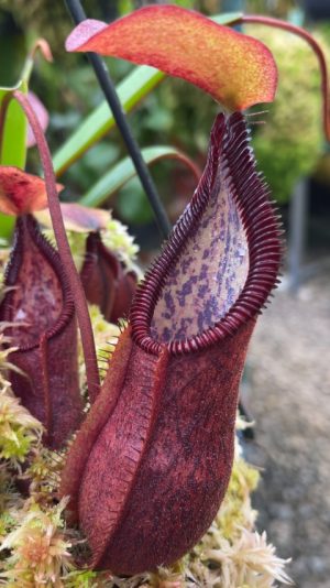 N. singalana x hamata: BE-3900