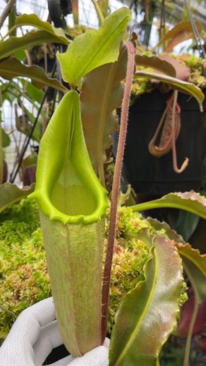 N. maxima – wavy leaf - clone #1: BE-3907