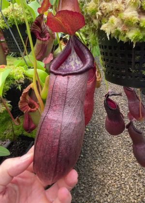 N. ‘Bill Bailey’ x robcantleyi – best selected clone: BE-3965