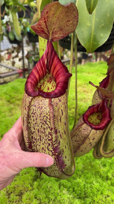 Nepenthes robcantleyi x (aristolochioides x spectabilis) BE-3966