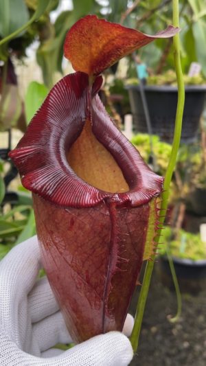 N. spathulata x tenuis - assorted clones: BE-3981