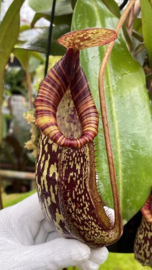 N. spectabilis x bongso - best selected clone: BE-3991