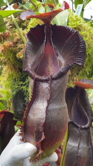 N. spathulata x singalana – assorted clones: BE-4004