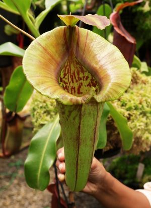 N. robcantleyi x jacquelineae – selected clone: BE-4028
