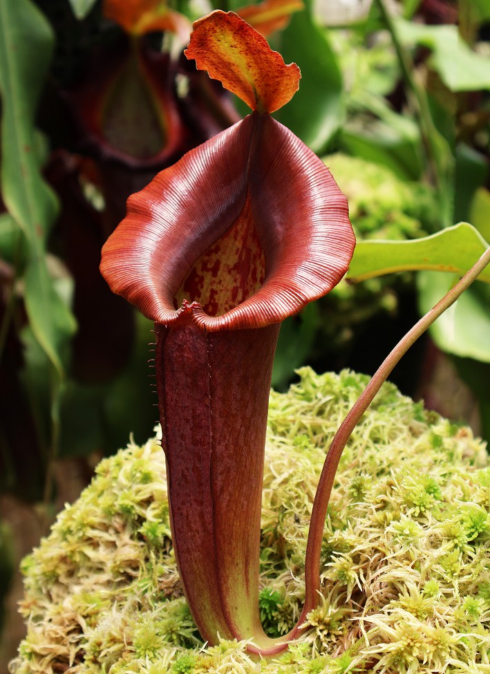 N. robcantleyi x jacquelineae – selected clone: BE-4028