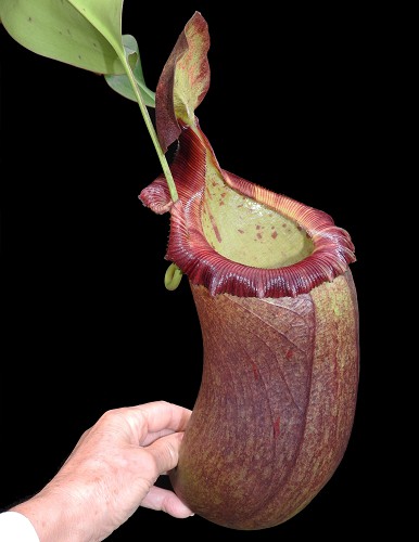 N. (ventricosa x sibuyanensis) x robcantleyi – assorted clones: BE-4031