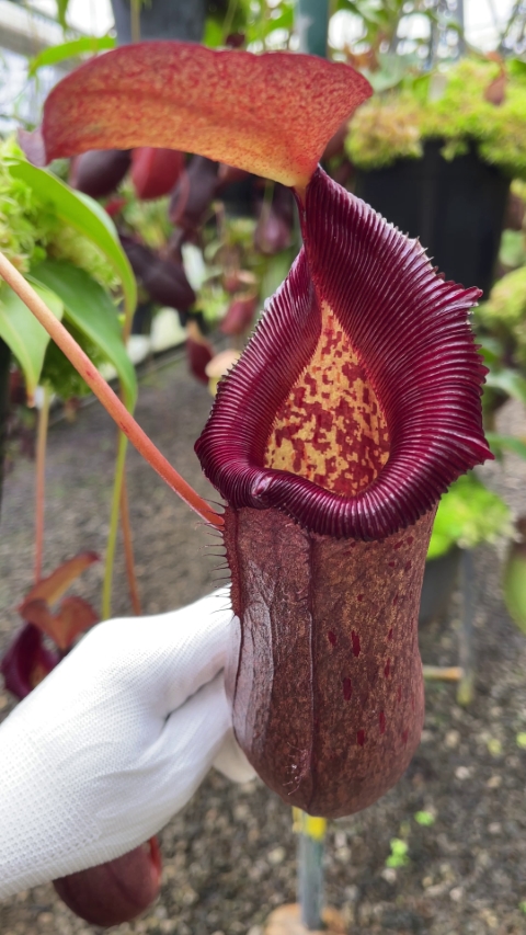 N. (ventricosa x sibuyanensis) x robcantleyi – assorted clones: BE-4031