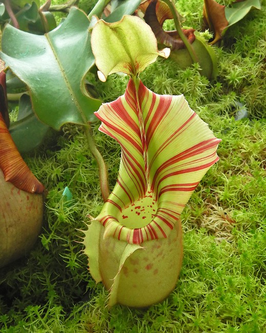 N. veitchii - Bario Highland - grex # 2: BE-4033