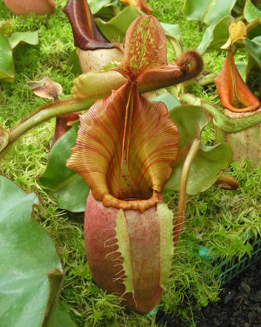 N. veitchii - Bario Highland - grex # 2: BE-4033
