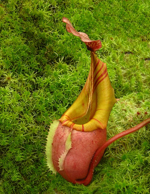 N. veitchii - Bario Highland - grex # 2: BE-4033