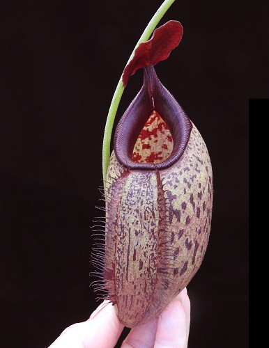 N. robcantleyi x aristolochioides – assorted clones: BE-4036