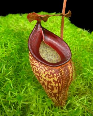 N. talangensis – assorted clones: BE-4075