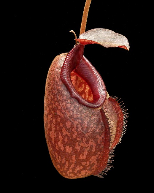 N. densiflora x aristolochioides – assorted clones: BE-4076