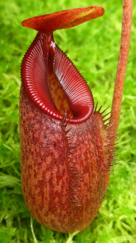 N. densiflora x aristolochioides – assorted clones: BE-4076
