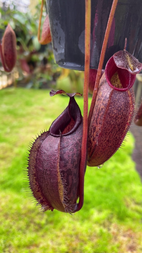 N. densiflora x aristolochioides – assorted clones: BE-4076