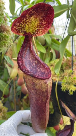 N. singalana x lowii – assorted clones: BE-4080
