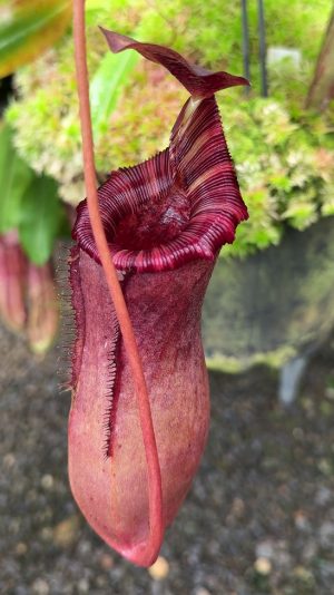 N. sibuyanensis x lowii - assorted clones: BE-4504 LARGE