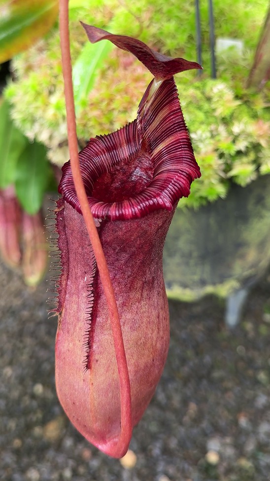 N. sibuyanensis x lowii - assorted clones: BE-4504 LARGE