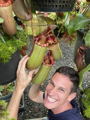 N. sibuyanensis x (veitchii x lowii): BE-4543