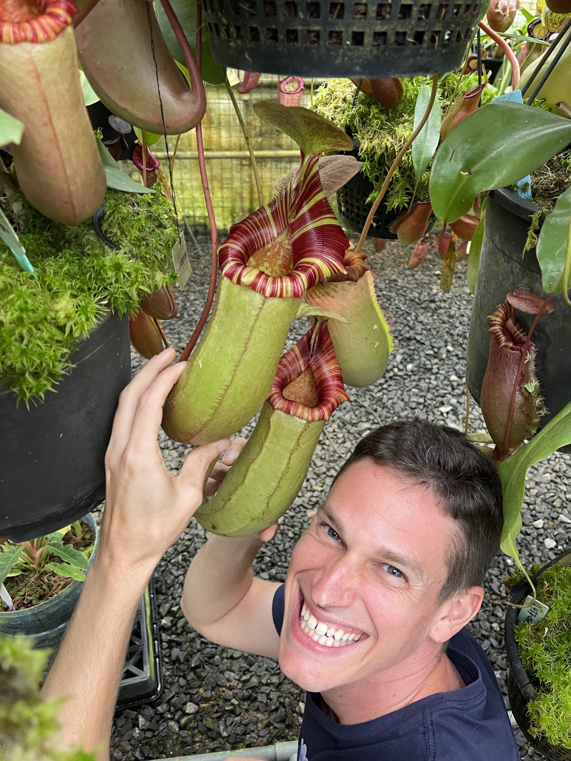 N. sibuyanensis x (veitchii x lowii): BE-4543