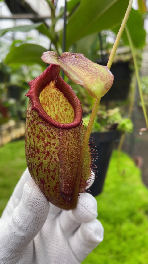 N. rajah x gymnamphora – assorted clones: BE-4575