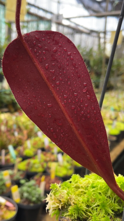 N. peltata x ephippiata - assorted clones: BE-4654