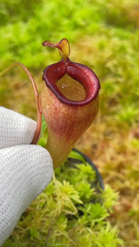 N. jamban BE: 4667 - Kenny Coogan - carnivorous plants