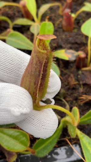 N. mollis x lowii BE: 4668