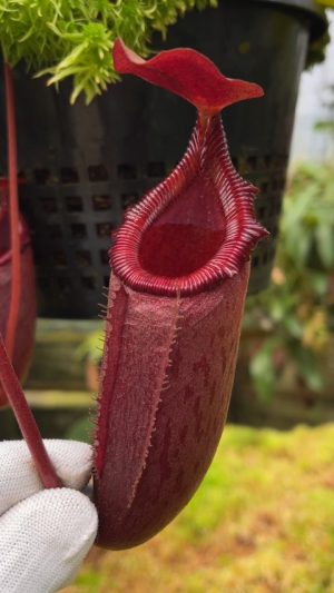 N. rajah x (lowii x macrophylla) BE: 4685