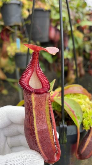 N. {[(lowii x veitchii) x boschiana] x [(veitchii x maxima) x veitchii]} x edwardsiana – Selected Clone 10 – FC-145: BE-4697