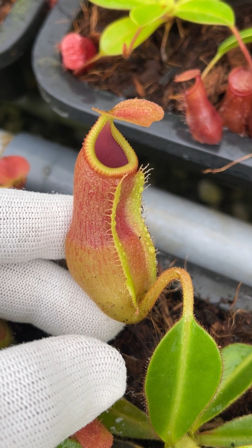 N. edwardsiana x veitchii – FC-173: BE-4714