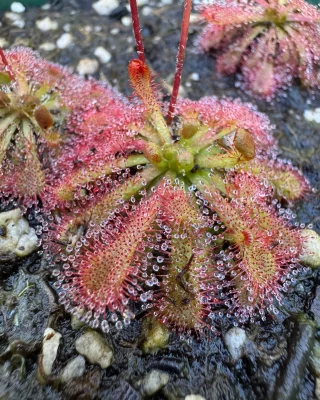 その他観葉植物 N.veitchii bareo(NE-32C)xN.mira(BE-3123) Amazon.co