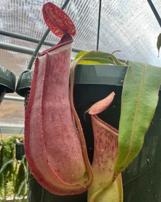 N. densiflora x rafflesiana – best selected clone: BE-3719 LARGE