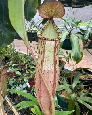 N. spectabilis x klossii – assorted clones: BE-4648 LARGE - Kenny