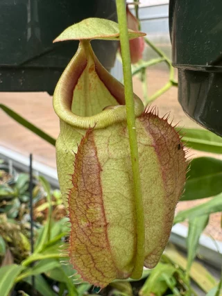 N. densiflora x rafflesiana – best selected clone: BE-3719 LARGE