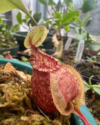 Nepenthes clipeata BE-4058 - Kenny Coogan - carnivorous plants