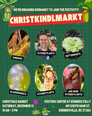 N. rajah x mira – assorted clones: BE-3518 LARGE - Kenny Coogan