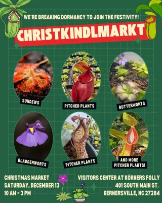 N. villosa x hamata – assorted clones: BE-4099 - Kenny Coogan