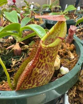 【大株】P.veitchii x wilinckii ウィリンキー　ベイチー 大株】P.veitchii x wilinckii ウィリンキー ベイチー 大株】P